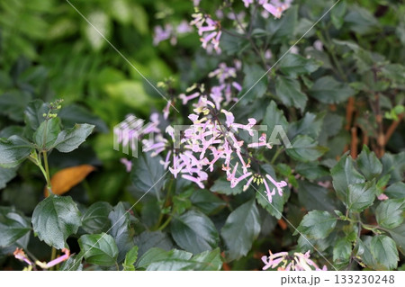 モナラベンダーの花 133230248