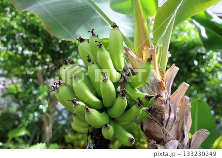 サンジャクバナナの実 133230249