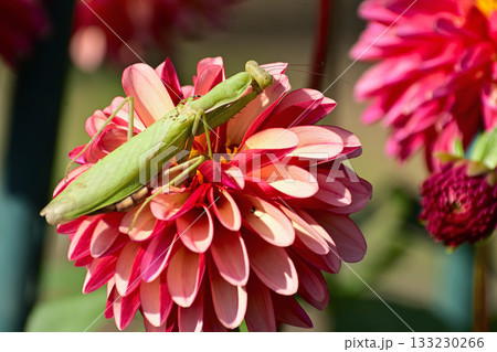 ダリアにカマキリ 133230266