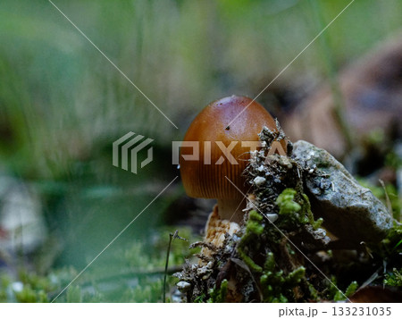 葉に止まる赤とんぼ　トンボ科マユタテアカネ♂ 133231035