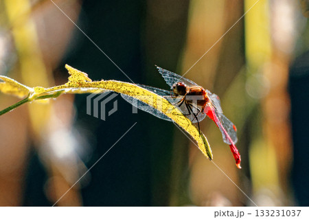 葉に止まる赤とんぼ　トンボ科マユタテアカネ♂ 133231037
