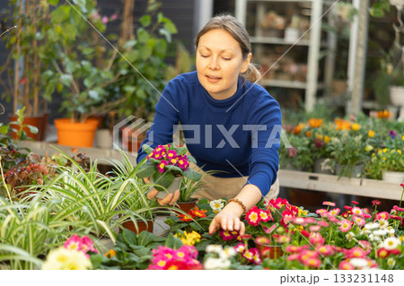Female customer choosing potted viola in container garden shop 133231148
