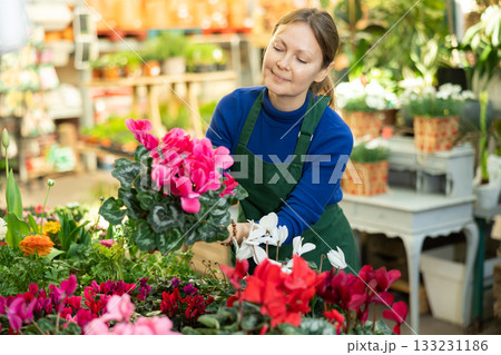 Woman seller holding cyclamen in flower shop Woman seller holding cyclamen in flower shop 133231186