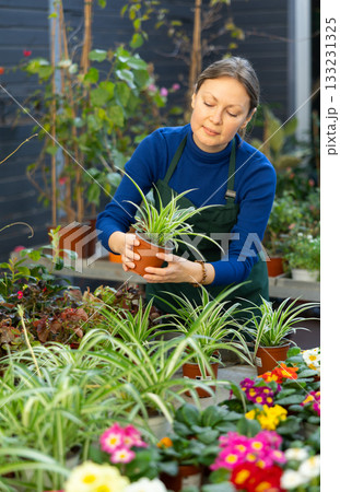 flower shop vendor picks up young chlorophytum bush to client 133231325