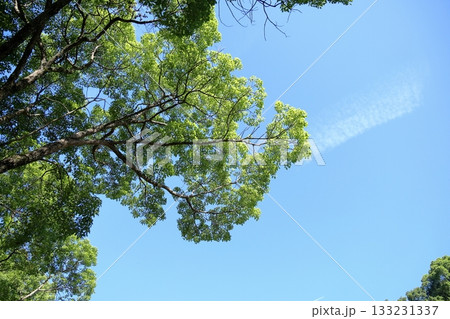 爽やか クスノキの葉 爽やか クスノキの葉 133231337