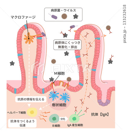 小腸の絨毛断面と各部位の名称と免疫の働きを簡単に表したイラスト 133232618