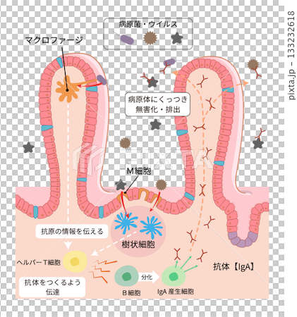 小腸の絨毛断面と各部位の名称と免疫の働きを簡単に表したイラスト 133232618