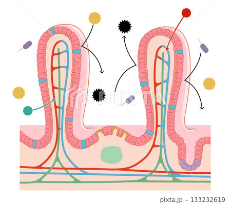 小腸の絨毛断面と各部位の名称と免疫の働きを簡単に表したイラスト 小腸の絨毛断面と各部位の名称と免疫の働きを簡単に表したイラスト 133232619