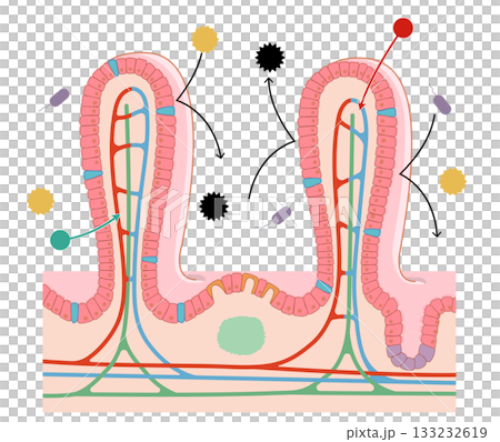 A cross-section of the small intestine's villi, with a simple illustration showing the names of each part and the immune system's functions 133232619