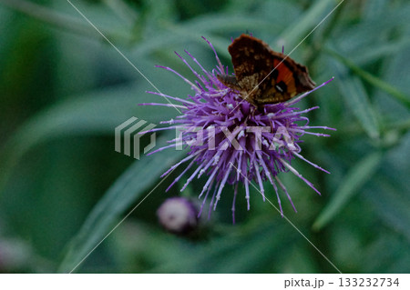 昼行性蛾 イカリモンガ科イカリモンガの吸蜜 昼行性蛾 イカリモンガ科イカリモンガの吸蜜 133232734