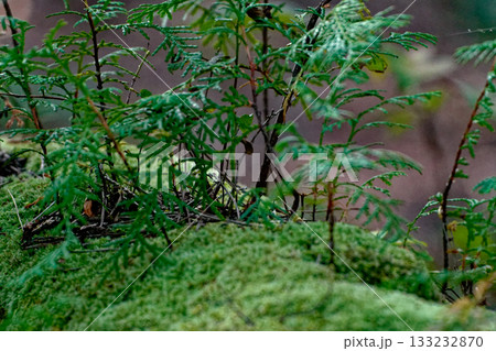 倒木更新　ヒノキの稚樹 133232870