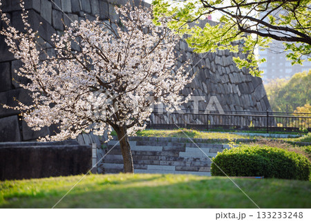 春の大阪城公園の風景 133233248