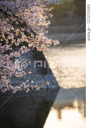 春の大阪城公園の風景 春の大阪城公園の風景 133233263