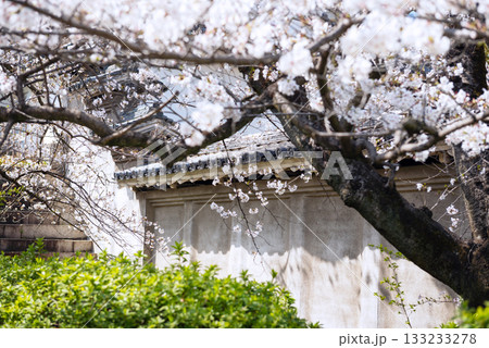 春の大阪城公園の風景 133233278