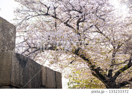 春の大阪城公園の風景 春の大阪城公園の風景 133233372