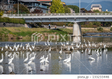 鴨川のシラサギの群れ（コサギ） 133233446