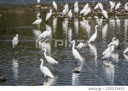 鴨川のシラサギの群れ(コサギ) 鴨川のシラサギの群れ(コサギ) 133233452