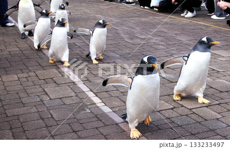 ペンギのお散歩 ペンギのお散歩 133233497