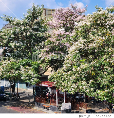 Vibrant Flowering Trees Brighten a Sunny Urban Street Scene 133233522