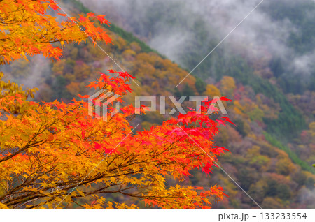 霧湧く紅葉の山肌 133233554