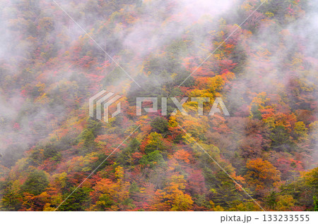霧湧く紅葉の山肌 133233555