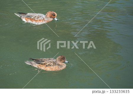 琵琶湖疏水のヒドリガモ（オスとメス） 133233635