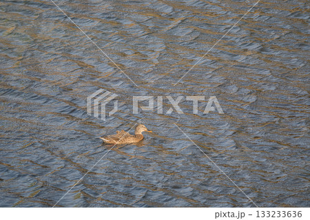 琵琶湖疏水を泳ぐマガモ（メス） 133233636