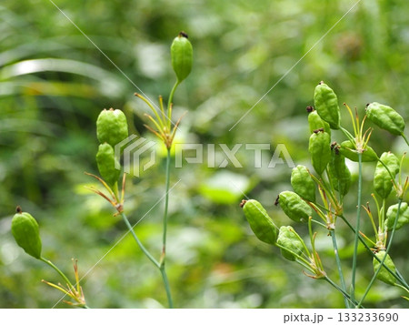 ヒオウギ 133233690