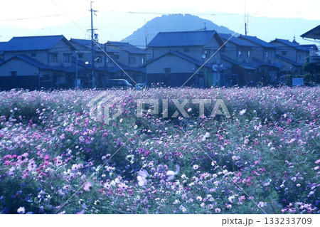 奈良県藤原宮跡のコスモス 奈良県藤原宮跡のコスモス 133233709