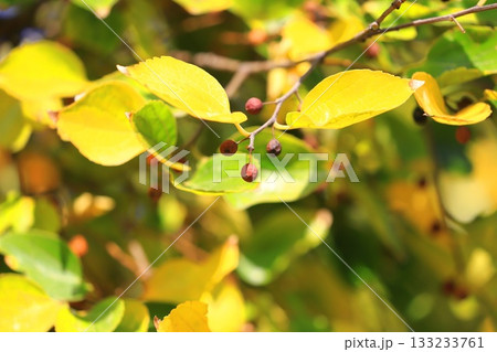 紅葉した榎(エノキ)の葉と果実 紅葉した榎(エノキ)の葉と果実 133233761