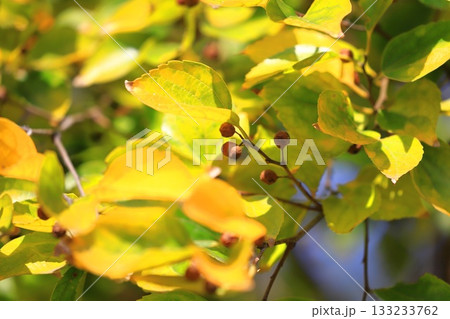 紅葉した榎（エノキ）の葉と果実 133233762