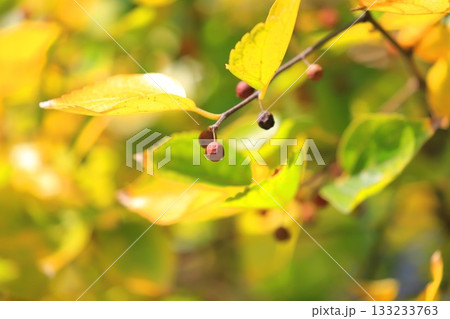 紅葉した榎（エノキ）の葉と果実 133233763