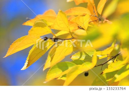 紅葉した榎（エノキ）の葉と果実 133233764