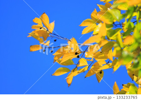 紅葉した榎（エノキ）の葉と果実 133233765