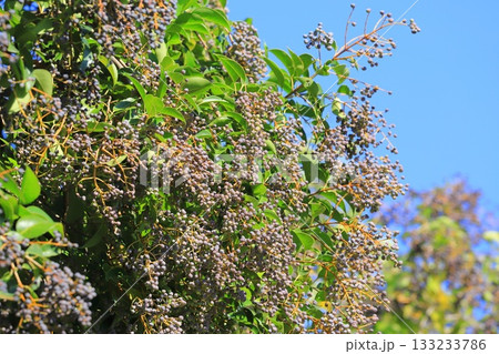 唐鼠黐（トウネズミモチ）の実 133233786