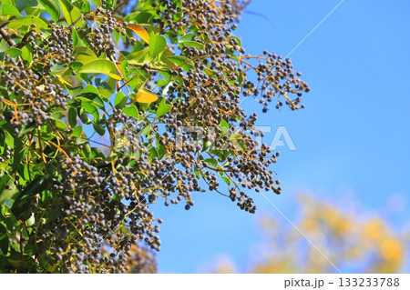 唐鼠黐（トウネズミモチ）の実 133233788