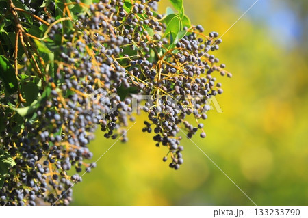 唐鼠黐(トウネズミモチ)の実 唐鼠黐(トウネズミモチ)の実 133233790