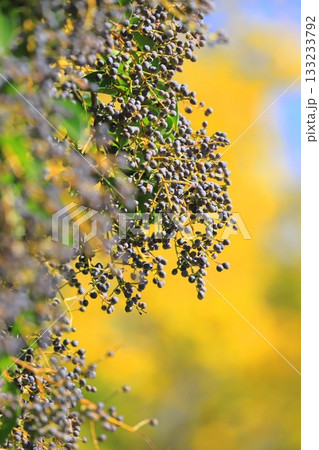 唐鼠黐(トウネズミモチ)の実 唐鼠黐(トウネズミモチ)の実 133233792