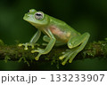 内臓が透けて見える、希少なグラスフロッグ 133233907