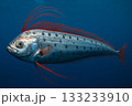 珍しい深海魚リュウグウノツカイの優雅な姿 133233910