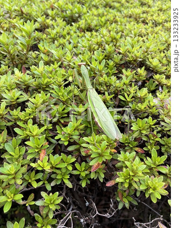 カマキリ カマキリ 133233925