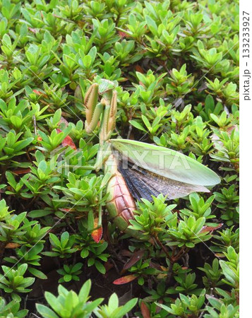 威嚇するカマキリ 威嚇するカマキリ 133233927
