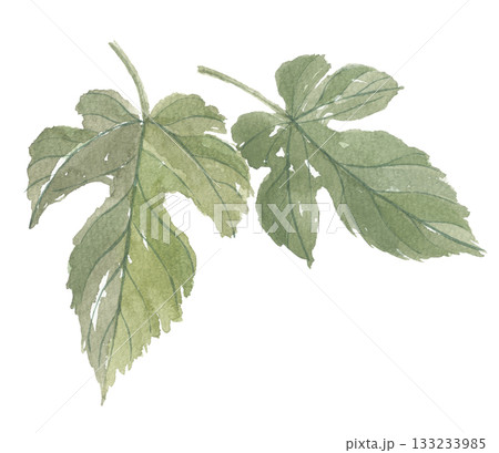水彩で描いた桑の葉　2枚 133233985
