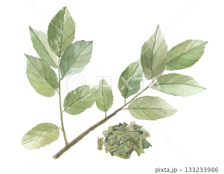 水彩で描いた柿の葉と茶葉 133233986