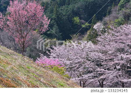 満開の虎山千本桜 山里の春 東秩父村 満開の虎山千本桜 山里の春 東秩父村 133234145