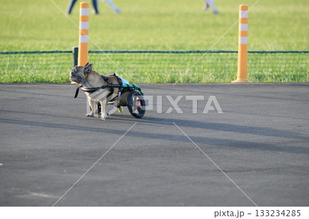 犬 犬 133234285