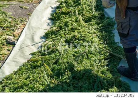 Japanese Gardener 133234308