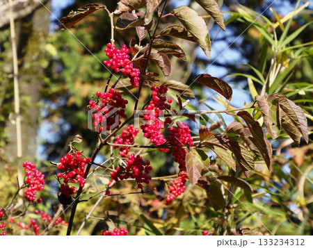 秋の日を浴びたコバノガマズミの赤い実 133234312