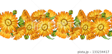 Calendula herb blooming flowers seamless border decor element watercolor illustration. Hand drawn vintage style calendula officinalis anti inflammatory plant blossoms border on white background Calendula herb blooming flowers seamless border decor element watercolor illustration. Hand drawn vintage style calendula officinalis anti inflammatory plant blossoms border on white background 133234417