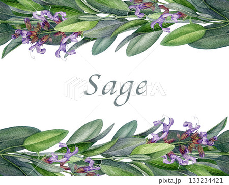 Sage herb seamless border decor watercolor illustration. Hand drawn realistic botanical salvia officinalis plant. Fresh salvia blooming stem with green leaves decoration element on white background. 133234421